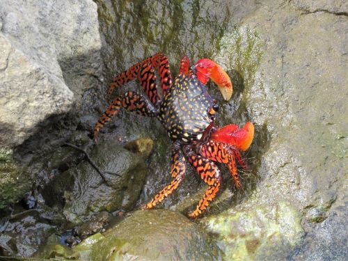 crab crustaceans red