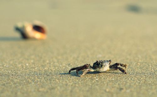 crab beach marine