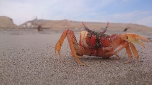 crab beach approach