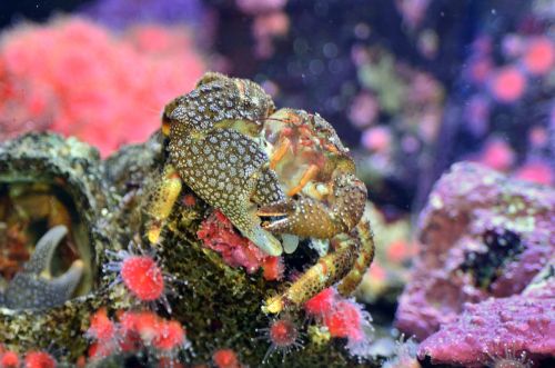 crab underwater sea