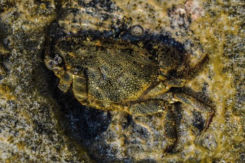 crab animal underwater