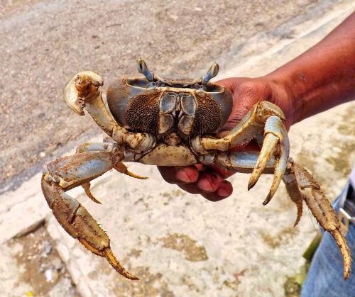 crab animal hand