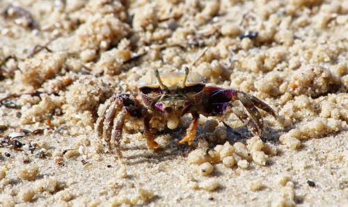 crab sand sea