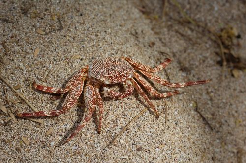 crab nature crustacean