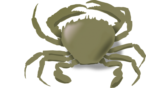 crab claws sea