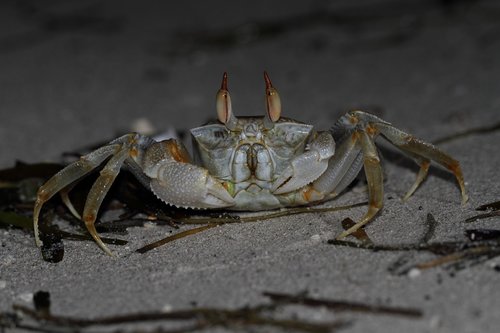 crab  sea  sea animals