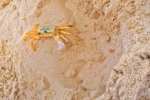 crab  beach  sand