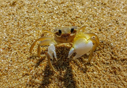 crab  vietnam  outdoor
