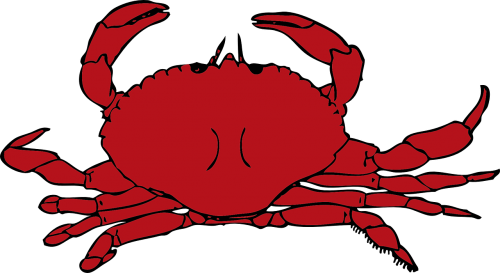 crab red crustaceans