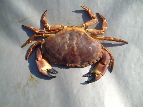 crab arthropods lobsters