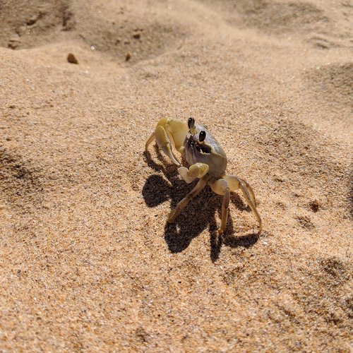 crab  sand  beach