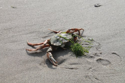crab  beach  nature