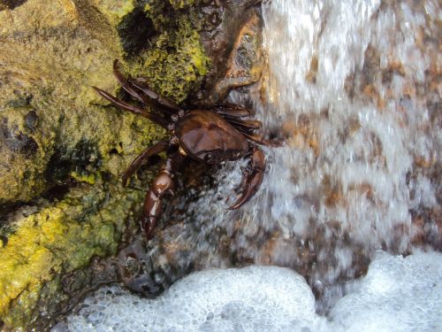 crab shellfish crustacean