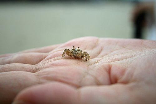 crab  hand  nature