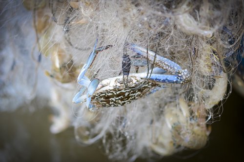 crab  fishing nets  catch a crab