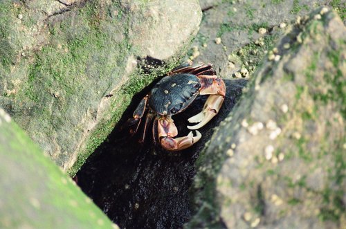 crab  shellfish  crustacean