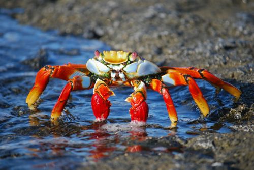 crab amazon colorful