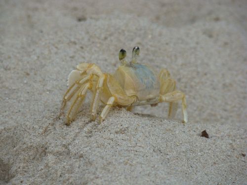 crab siri beach