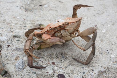 crab coastal beach