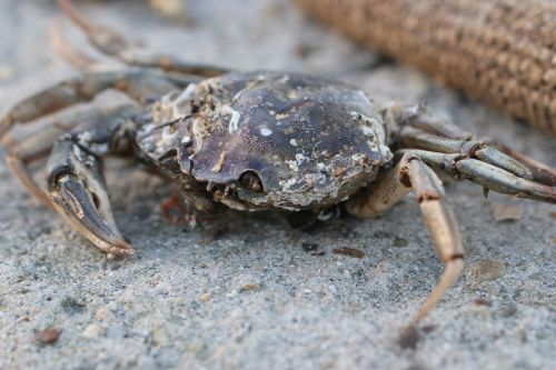 crab nature animal