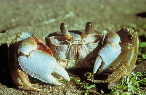 crab ghost macro