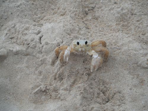 crab shell beach