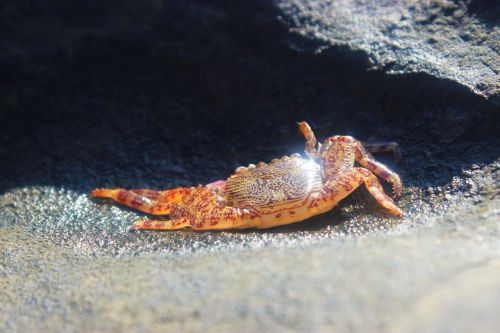 crab life creature