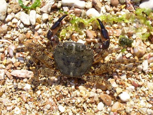 crab cancer square crab