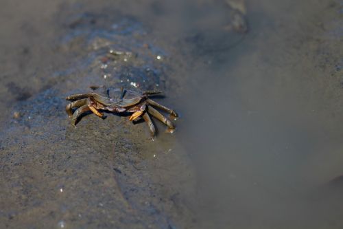 crab taiwan animal