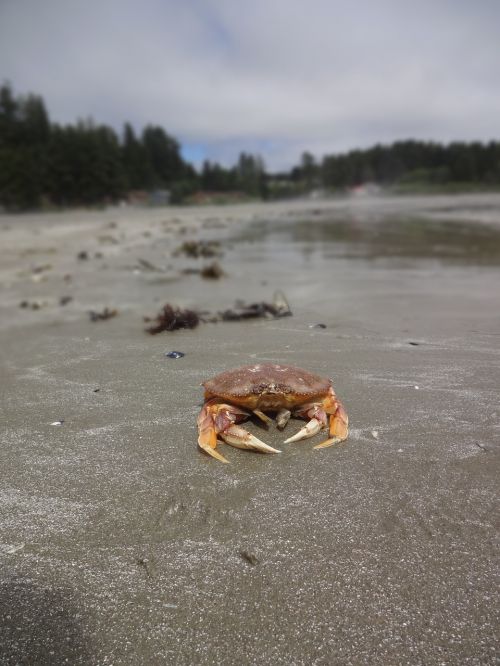 crab pacific rim vancouver island
