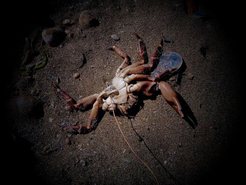 crab sea pollution
