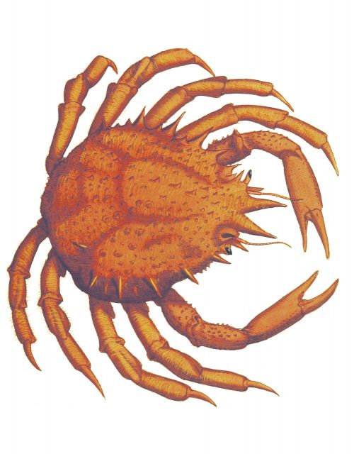 crab vintage james sowerby