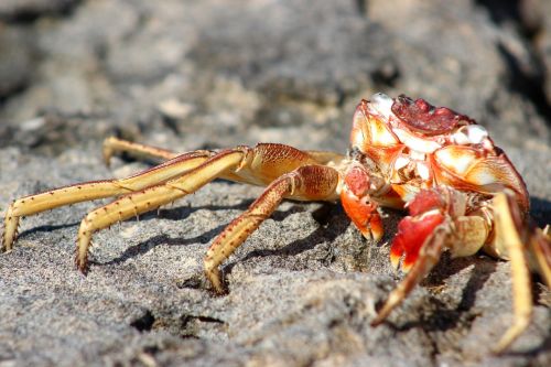 crab wildlife sea