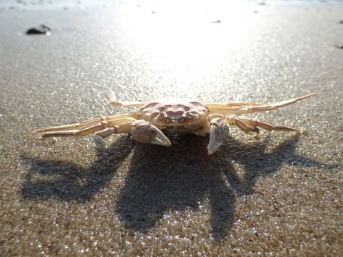 crab cancer beach