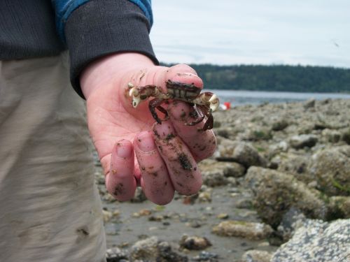 crab hand beach