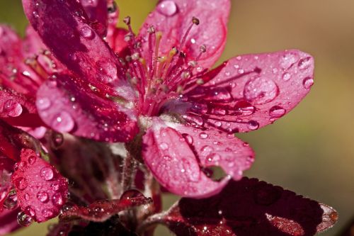 crab apple flower bloom