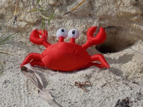 crab home beach crab