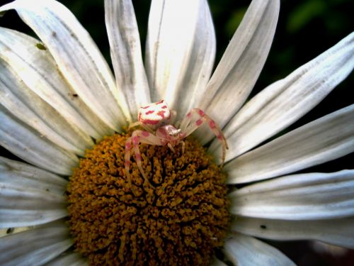 crab spider pink and white small