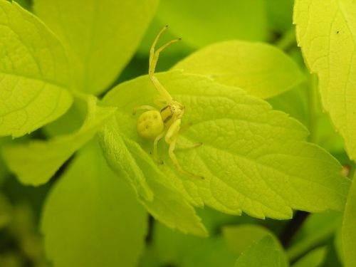 crab spider spider camouflage