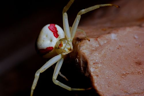 crab spider spider arachnid