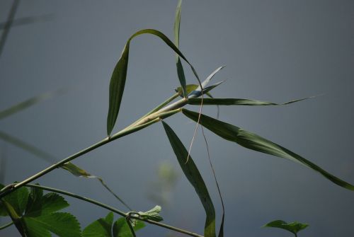 Crabgrass