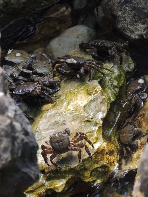 crabs water rock
