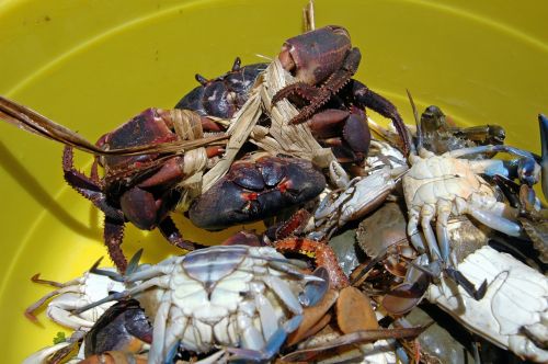 crabs haiti shellfish