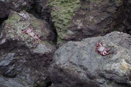 crabs rock bank