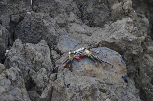 crabs rock bank