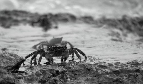 crabs  mediterranean  istria