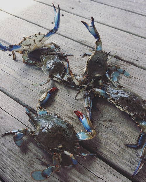 crabs  crab  seafood