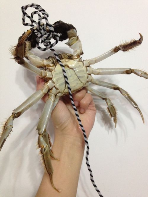 crabs male crab abdomen