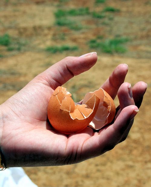 cracked egg broken wasted