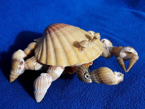 crafts sea shells crab